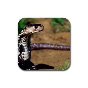  Snake cobra Rubber Square Coaster set (4 pack) Great Gift 