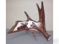 Carved Moose pair in Moose Antler Replica  