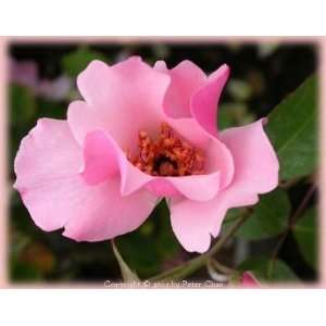  Dainty Bess (s) (Rosa Hybrid Tea)   Bare Root Rose: Patio 