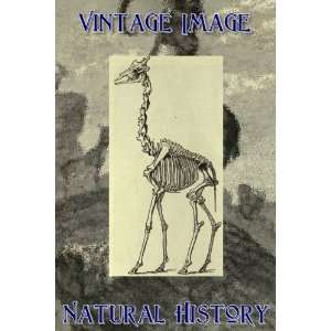   Key Ring Vintage Natural History Image Skeleton of Giraffe Home