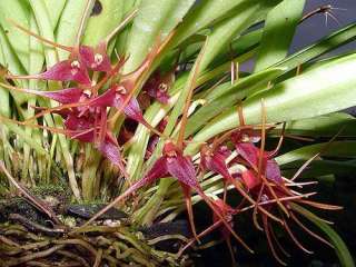 Masdevallia herradurae Blooming Sized Species Orchid Plant  
