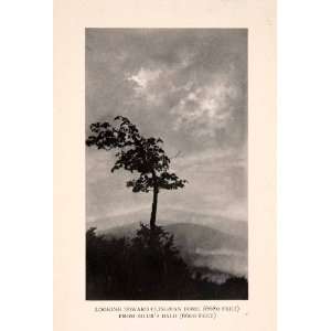   Tree Landscape Smokies   Original Halftone Print