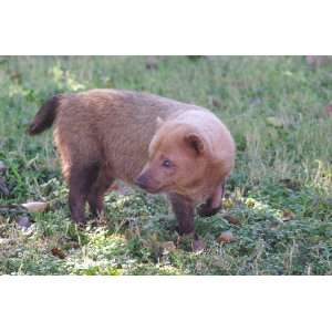  Bush Dog Taxidermy Photo Reference CD: Sports & Outdoors