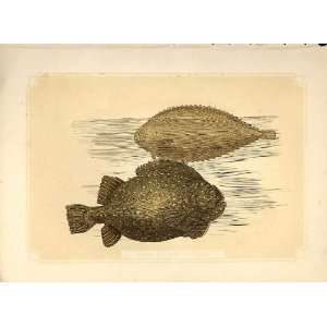 Sole & Lump Sucker 1860 Coloured Engraving Fish 