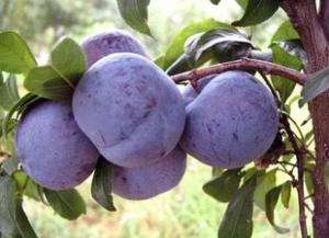 15 ROSE Black plum Sweet FRUIT Seeds, ~90%+ Germination  