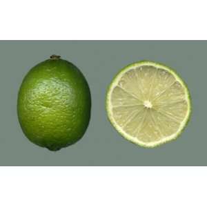  GRAFTED Bearss or Persian Lime Grafted Citrus Tree [GC006 
