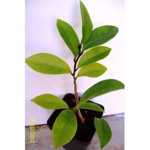   Tea Olive (Osmanthus Fragrans)   Potted Plant Patio, Lawn & Garden