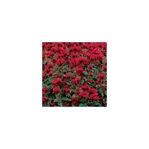  Monarda Panorama Red Shades Seeds Patio, Lawn & Garden