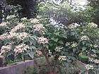 clerodendrum trichotomum peanut butter shrub 10 seeds  