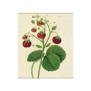 Wild Strawberry    Print 