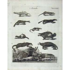  Encyclopaedia Britannica Mustella Animals Mammals