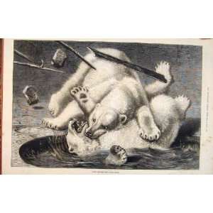  Polar Bears Fight Old Print 1877 Animals Mammals