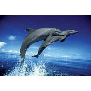   Delfine Dolphins Springen Jump Water Wasser Das Meer The Sea 91,5x61cm