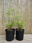 Fargesia dracocephala Rufa ~ 1 gal. Clumping Bamboo Plant   NON 
