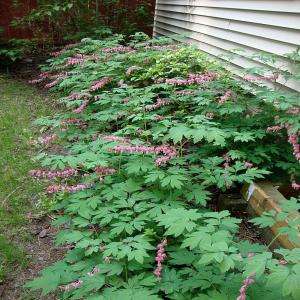 OnlinePlantCenter Old Fashioned Bleeding Heart Plant D282CL at The 