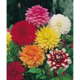 Van Zyverden Mixed Dinnerplate Dahlia Bulbs, Pack of 6 70222 at The 