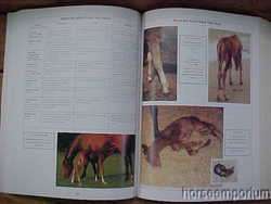 Book The Complete Equine Veterinary Manual Tony Pavord  