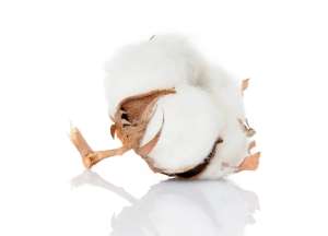 BaumwolleDie Naturfaser Baumwolle wirkt Temperatur regulierend 
