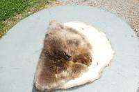 Nice Beaver pelt tanned hide/skin trapping/trapper fur  