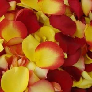  250 FRESH Rose Petals Yellow and Red Mix Patio, Lawn 