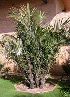 Dwarf SUGAR Palm ARENGA COLD Hardy Tree 20F Frost  
