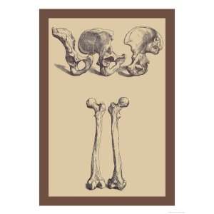   Bones Giclee Poster Print by Andreas Vesalius, 12x16