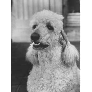 com Standard Size French Poodle Belonging to Governor Gaylord Nelson 