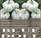 BLUE Doll F1 Pumpkin Seeds   RARE 100 DAYS EXCELLENT FUND RAISING 