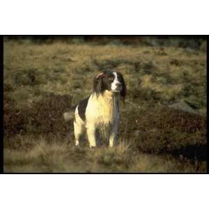   inch Pedigree Dogs Canvas Art English springer spaniel
