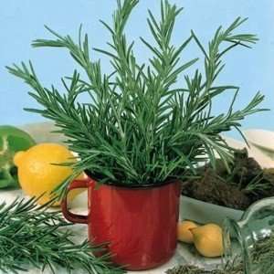   Seeds   Herb   Rosemary Herb Seed, Sold by the Pound Patio, Lawn