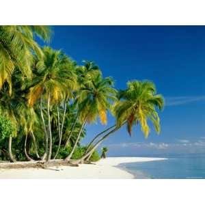 Palm Trees and Tropical Beach, Maldive Islands, Indian Ocean Premium 