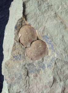 GREAT DETAILED 2x BRACHIOPOD FOSSIL MOLLUSC. MOROCCO  