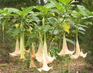 LIVE Brugmansia ☼ Peach Angel Trumpet Plant Shrub Tree  