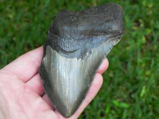 75b Miocene Megalodon fossil shark tooth GREAT COLORS  