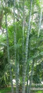 RARE LIVE Dypsis Cabada Palm Tree BLUE Bamboo Trunks  