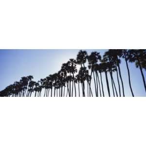 Toddy Palms Near Mahabalipuram Tamil Nadu, Southern India Photographic 