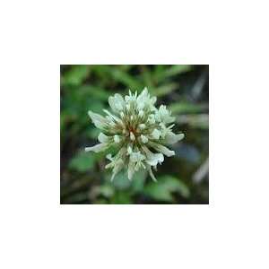  5# of Bulk White Clover Seed Patio, Lawn & Garden