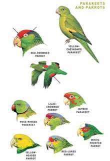 Avibase & Bird Links to the World   Peterson Field Guide to Birds of 